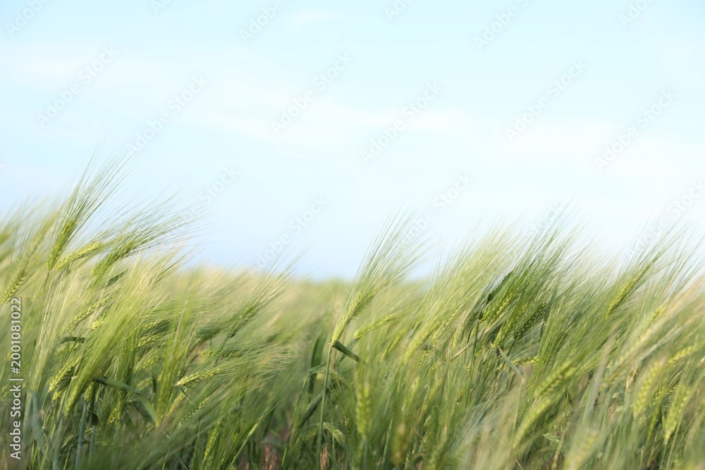 Fototapeta premium Wheat spikes growing in field under light blue sky, closeup