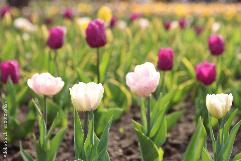Fototapeta premium Different beautiful tulip flowers growing in park