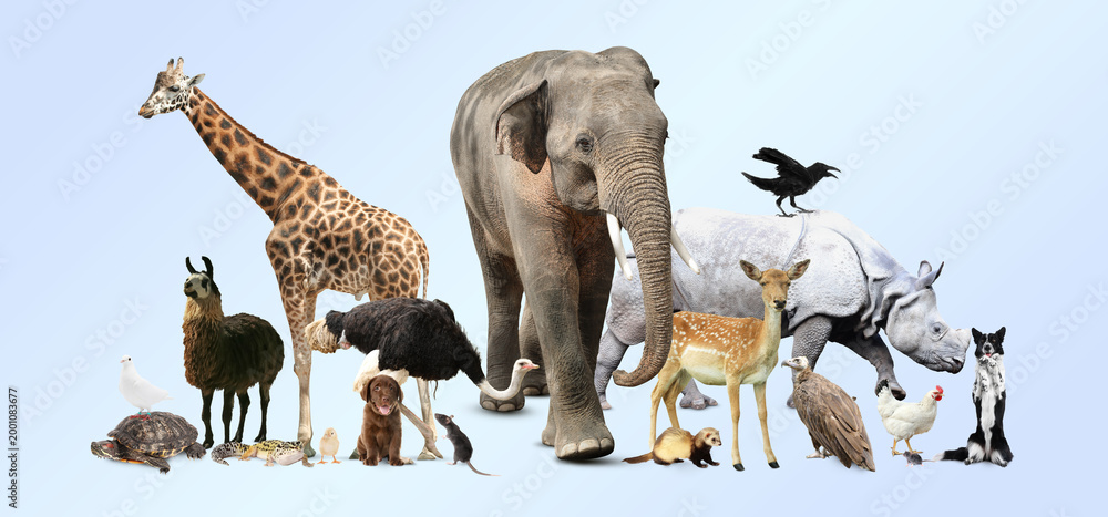 Fototapeta premium Group of different animals on light background
