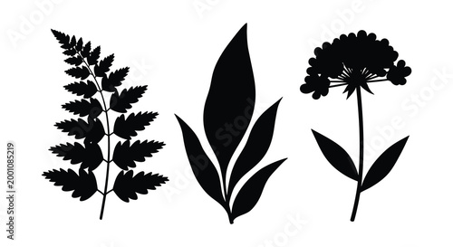 Botanical silhouette study fern leaf and allium flower in black and white