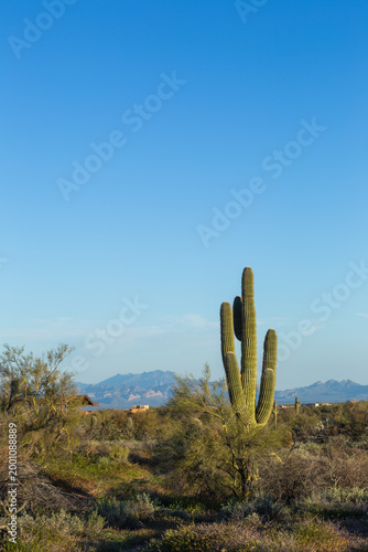 Saguaro cactus stands tall in desert landscape. Blue sky stretches wide above rugged terrain. Distant mountains frame the arid backdrop. Sparse shrubs surround the towering plant
