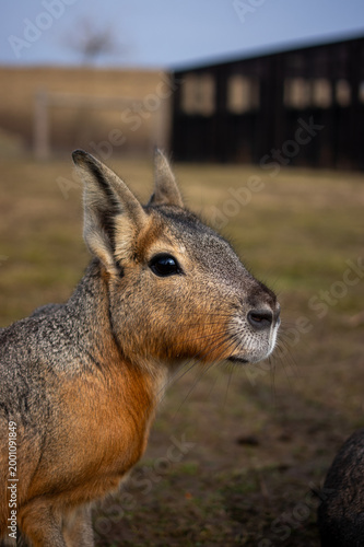 Close-up profile portrait of a Patagonian Mara resting outdoors