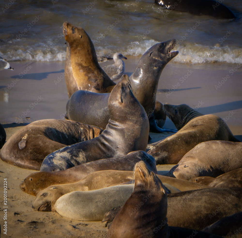 Fototapeta premium Sea Lions on the California Coast