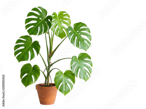 Monstera deliciosa plant in a terracotta pot isolated on transparent background