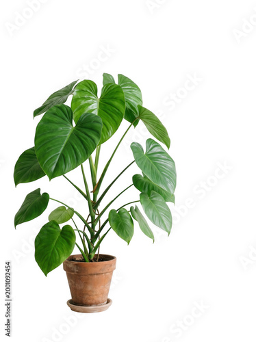 Potted philodendron plant with large green heartshaped leaves isolated on transparent background