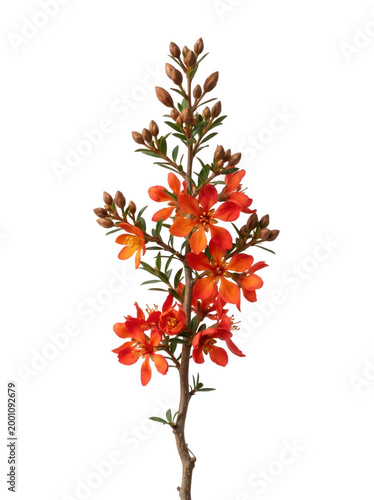 Beautiful vibrant orange flowering branch of a chamelaucium or similar shrub, isolated on transparent background