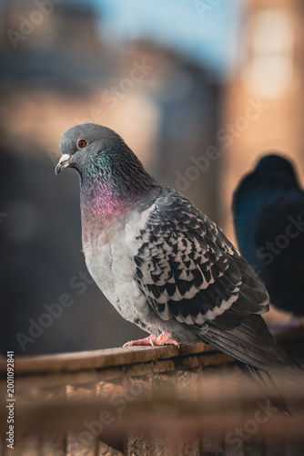 Close-up portrait of a feral pigeon sitting on an old metal railing