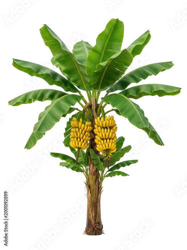Banana tree with two bunches of ripe yellow bananas isolated on transparent background