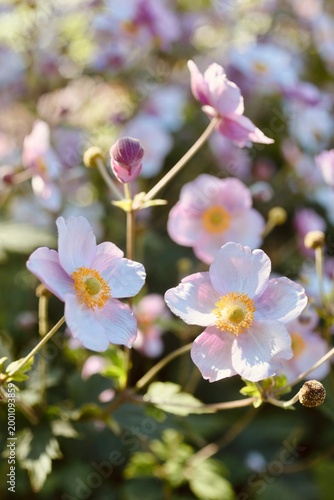 Delicate pink anemone flowers glowing in warm sunlight, surrounded by a soft blurred garden background. The gentle light and natural bokeh create a calm and atmospheric floral scene, ideal for spring 