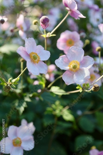 Close-up of pink anemone flowers with yellow centers in soft natural light, set against a blurred green background. A fresh and natural floral composition with shallow depth of field.