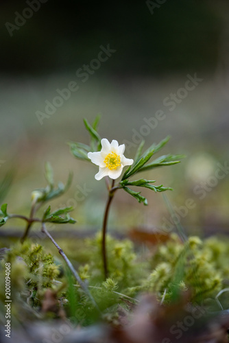 Close-up of a blooming white wood anemone flower in spring forest
