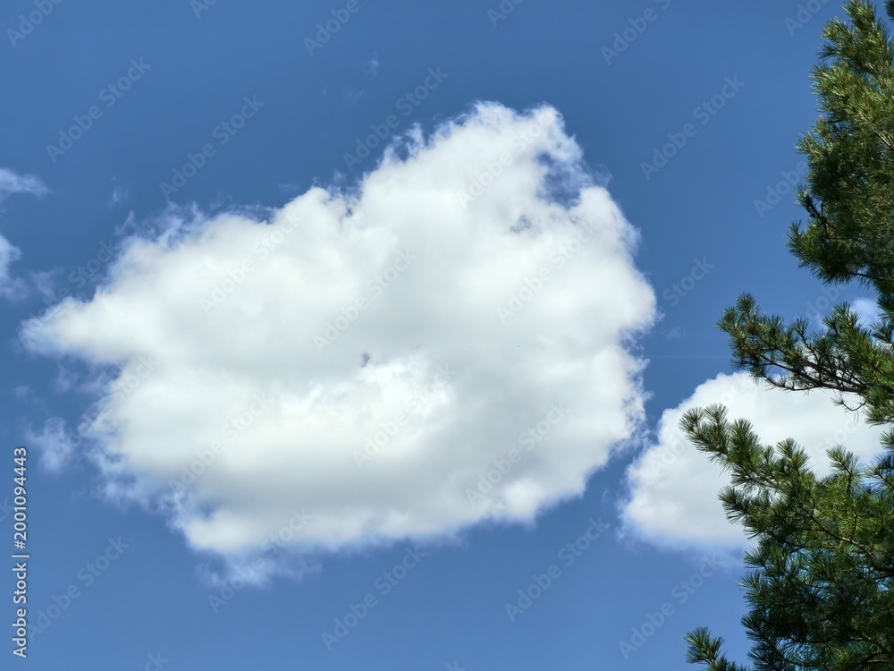Fototapeta premium Clean white clouds and green leaves contrast with the blue sky.