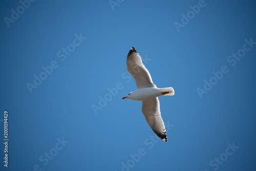 Seagull flying with open wings against a clear blue sky