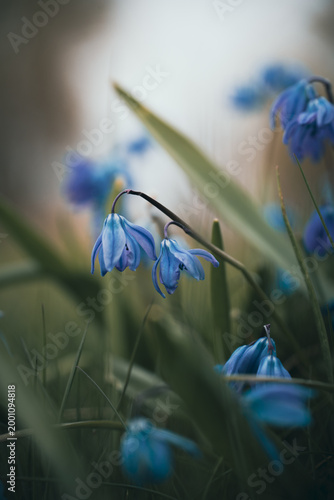 Close-up of delicate blue Siberian squill spring flowers in the grass