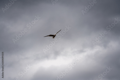Lone seagull flying in a dramatic dark cloudy sky