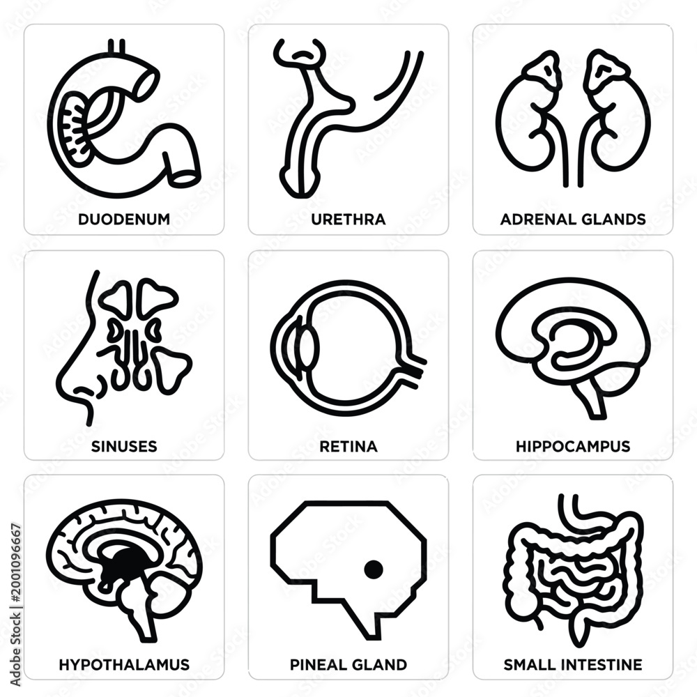 Fototapeta premium Anatomical illustrations of human body parts including duodenum, urethra, adrenal glands
