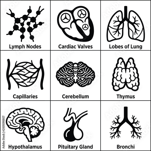 Anatomical illustration of human body parts including lungs, heart, and brain structures in detailed sections.