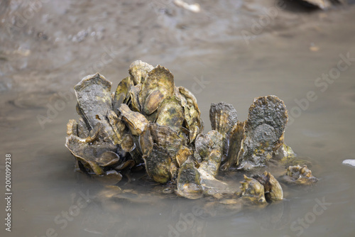 Foto A group of eastern oysters exposed at low tide