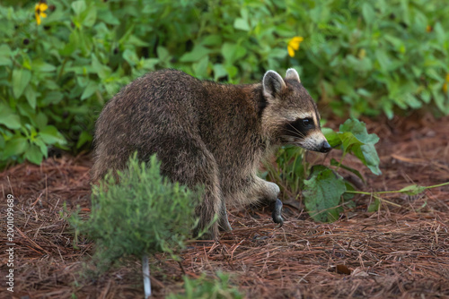 Obraz na plátně A raccoon with a wounded paw