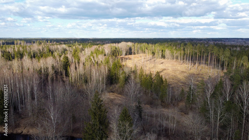 Aerial landscape of a deforested clear-cut area within a mixed pine forest