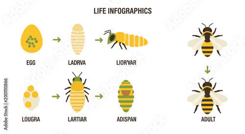Detailed infographic illustration showing the life cycle of a bee, depicting the stages from egg to larva to pupa to adult, presented against a clean white background with clear labeling