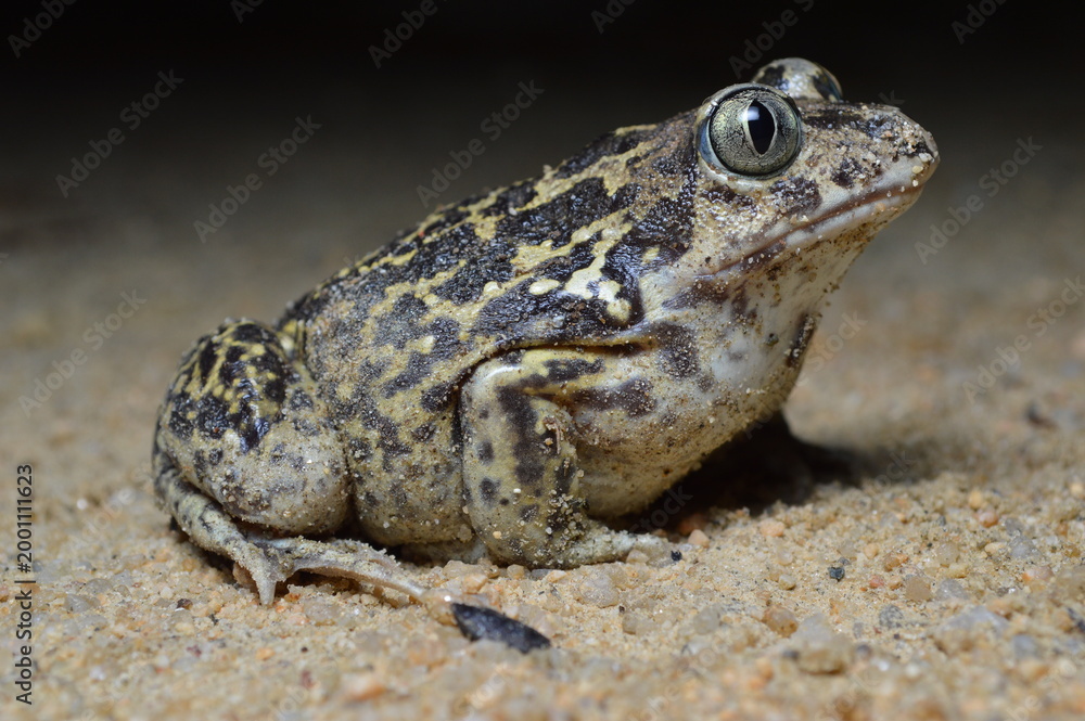 Fototapeta premium Spadefoot (Pelobates cultripes) found in Portugal 