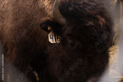 Herd of American Bison grazing 