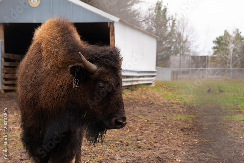 Herd of American Bison grazing 