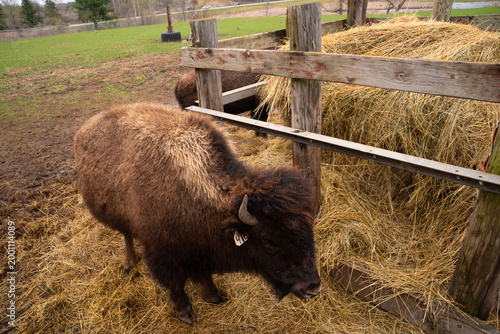 Herd of American Bison grazing 