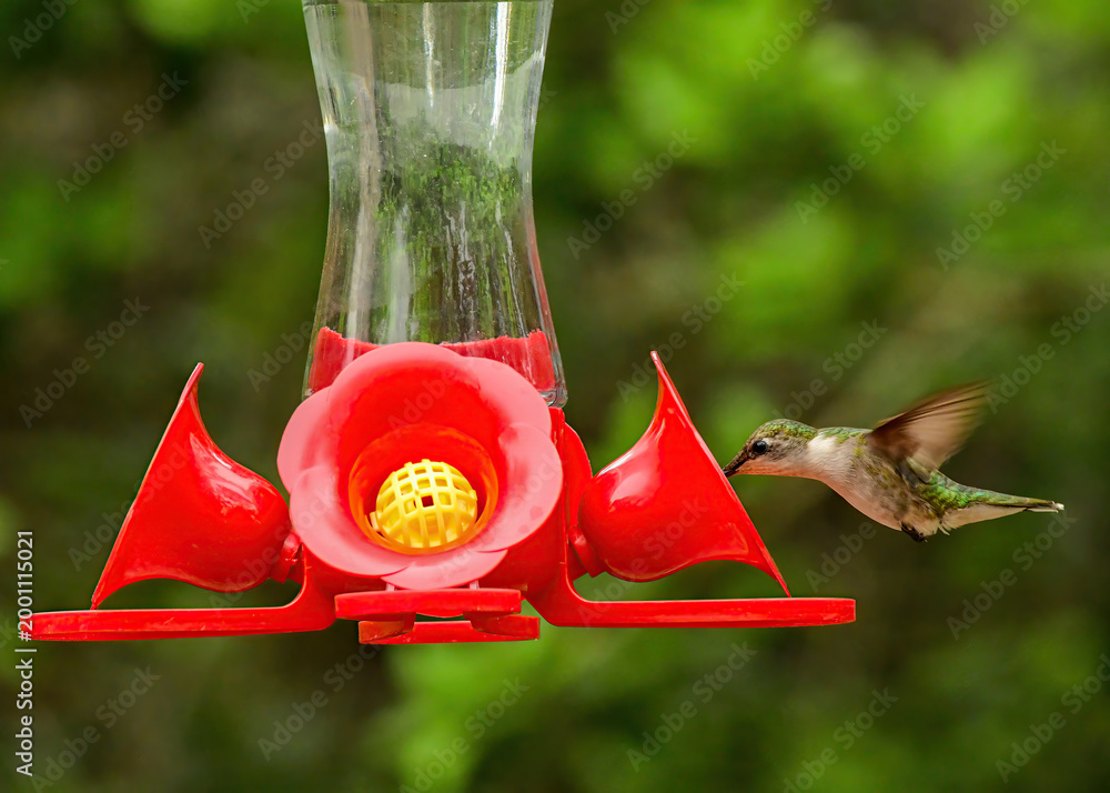 Fototapeta premium A female ruby-throated hummingbird drinking from a bird feeder