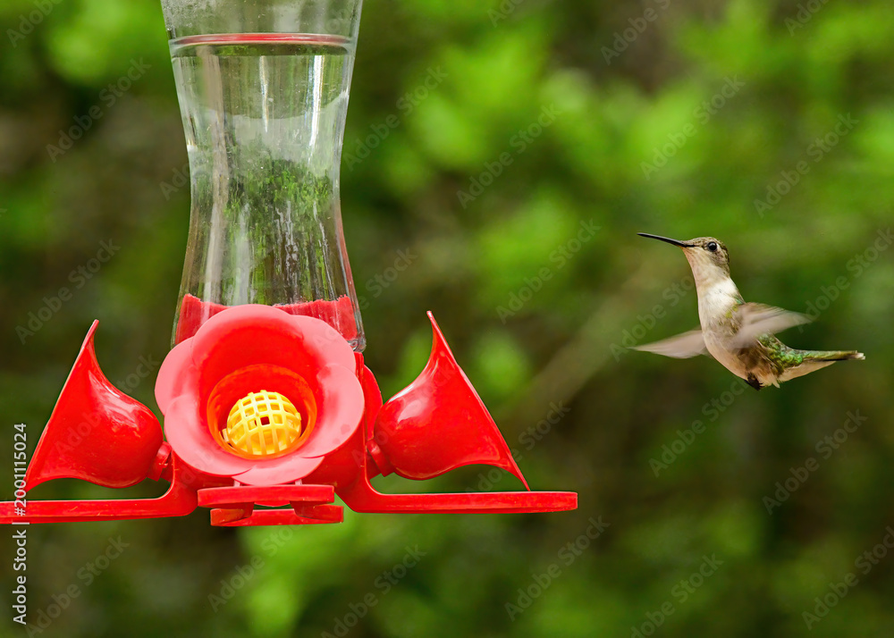 Fototapeta premium A female ruby-throated hummingbird hovering near. a bird feeder