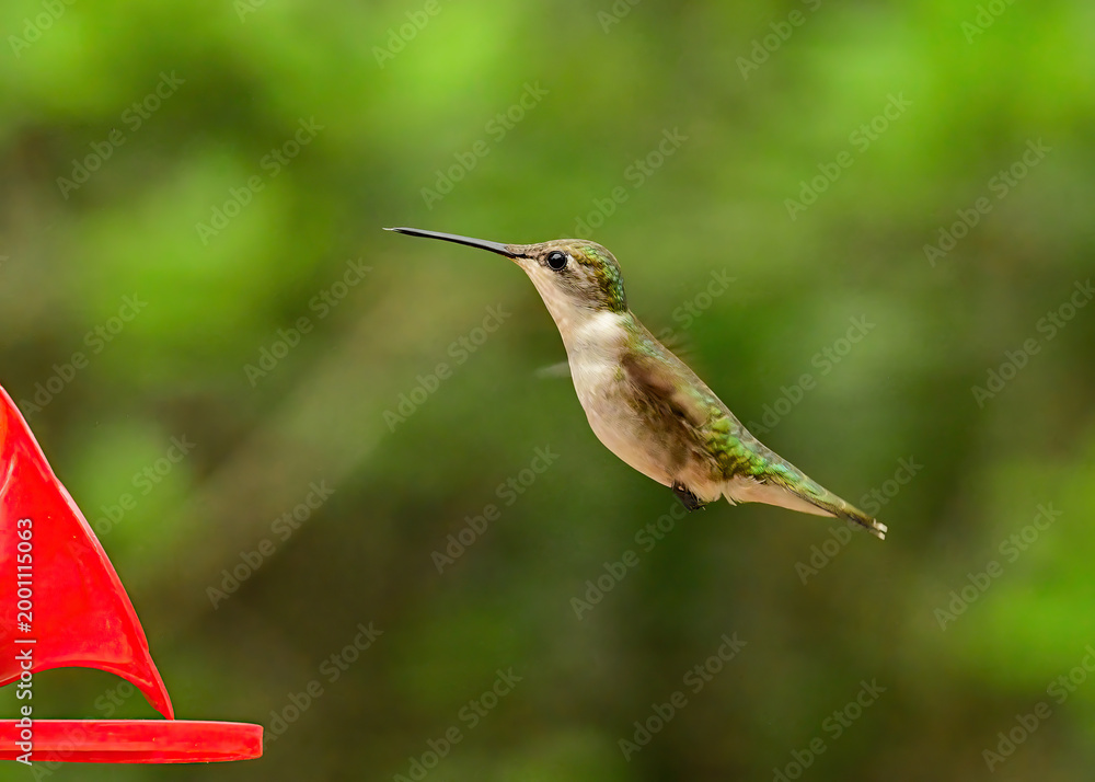Fototapeta premium A female ruby-throated hummingbird hovering near. a bird feeder