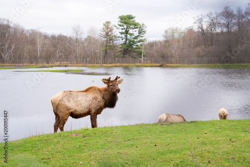Beautiful group of Elk in nature, wildlife photography 