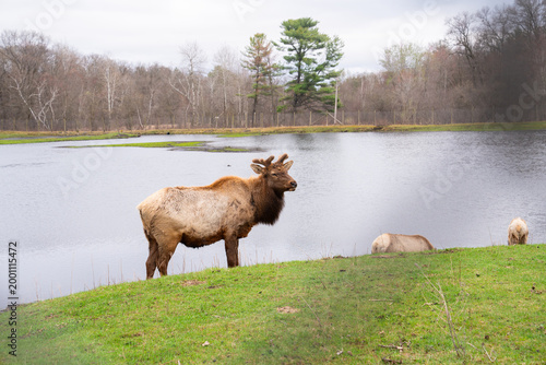 Beautiful group of Elk in nature, wildlife photography 