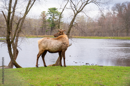 Beautiful group of Elk in nature, wildlife photography 