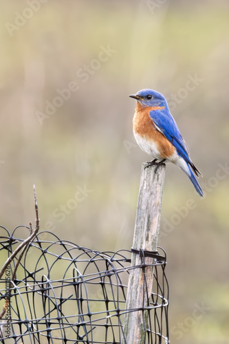 Male Eastern Bluebird perched on a post