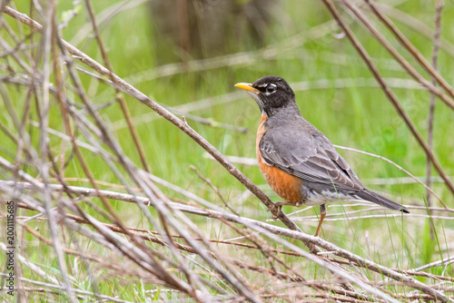 American Robin perched on low branch