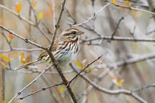 Song sparrow perched among buds on a tree in spring