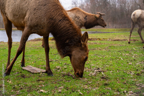 Beautiful group of Elk in nature, wildlife photography 