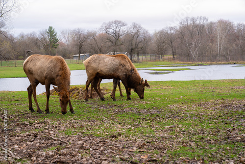 Beautiful group of Elk in nature, wildlife photography 