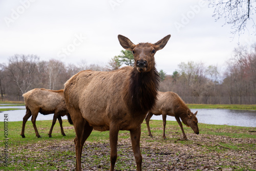 Beautiful group of Elk in nature, wildlife photography 