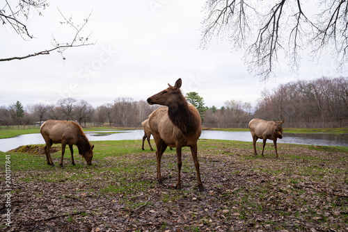 Beautiful group of Elk in nature, wildlife photography 