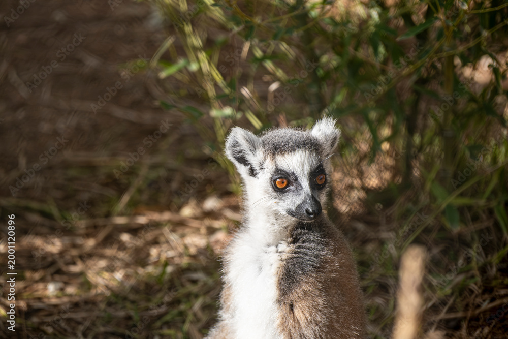 Obraz premium Ring Tailed Lemur Animal Portrait in Nature. Lemur Portrait Close Up in Natural Habitat. Lemur Close Up with Detailed Fur and Eyes.