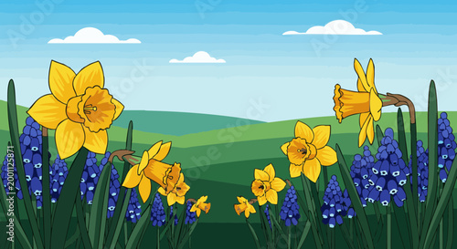Yellow daffodils and blue muscari flowers in spring field landscape. Vector illustration of blooming narcissus and grape hyacinth in nature