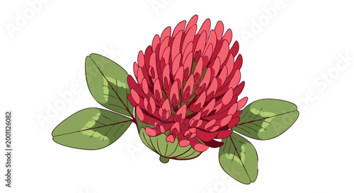 Red clover flower illustration with green leaves. Stylized botanical drawing of Trifolium pratense isolated on white background