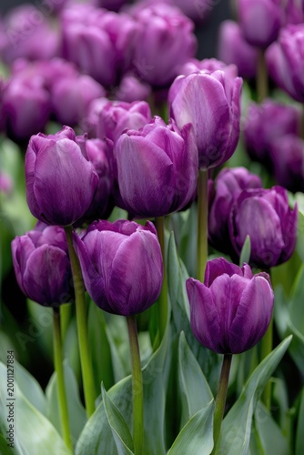 A Cluster of Vibrant Purple Tulips in Full Bloom.