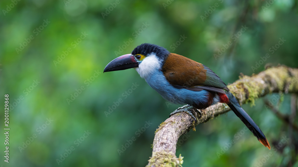 Obraz premium Black-billed Mountain-Toucan Perched on Mossy Branch in Colombian Forest
