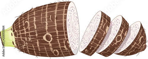Taro Root Whole and Sliced Vector Illustration Showing Interior Texture and Cross Section for Food, Nutrition, and Tropical Ingredient DesignsTaro Root Whole and Sliced Vector Illustration Showing Int