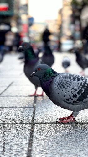 Pigeons Walking on City Sidewalk with Urban Atmosphere in Background