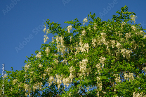 Cuadro en lienzo Flowering black locust tree with white blossoms in sun